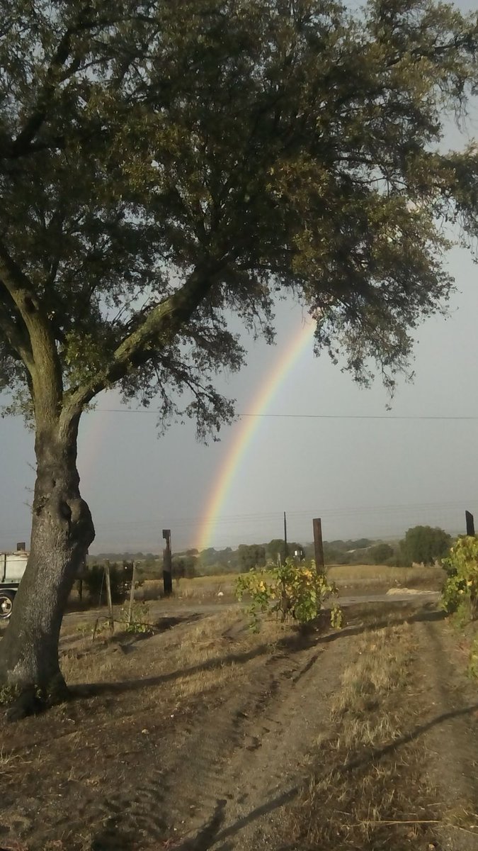 valquejigoso's tweet photo. Tras meses de sequía, hoy la lluvia adornó #Valquejigoso con un precioso arco iris #naturaleza #viticultura #winelover #vino #Madrid https://t.co/6luUZsCJ6d