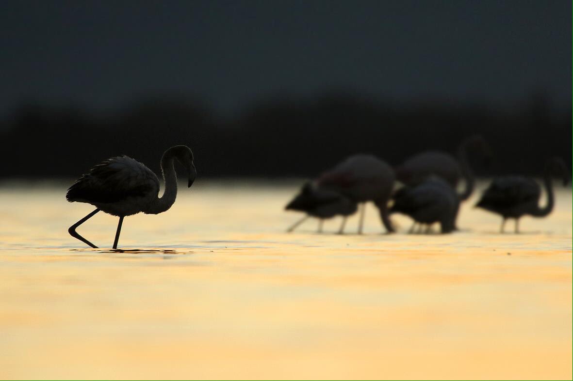 BirdingInGreece's tweet photo. From our recent tour@Lake Kerkini,Greece https://t.co/QmqdFIvxW8