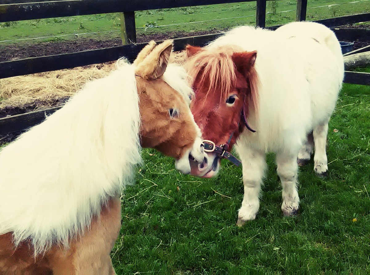 desertdove7's tweet photo. @stylereins @247equestrian #TamaraofTinseltown 🐴 Meets #Butterscotch The #ToyPony #Stylereinsmagazine #247equestrian https://t.co/nzqwCugNGu