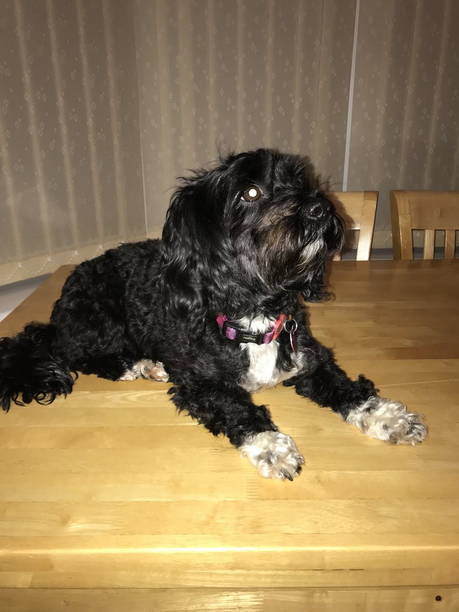 bethh_devinee's tweet photo. Lola’s told me she doesn’t want to be spade... her headshots are in and applications are open to find doggy baby daddies pls❤️❤️❤️ https://t.co/QhVshCggSc
