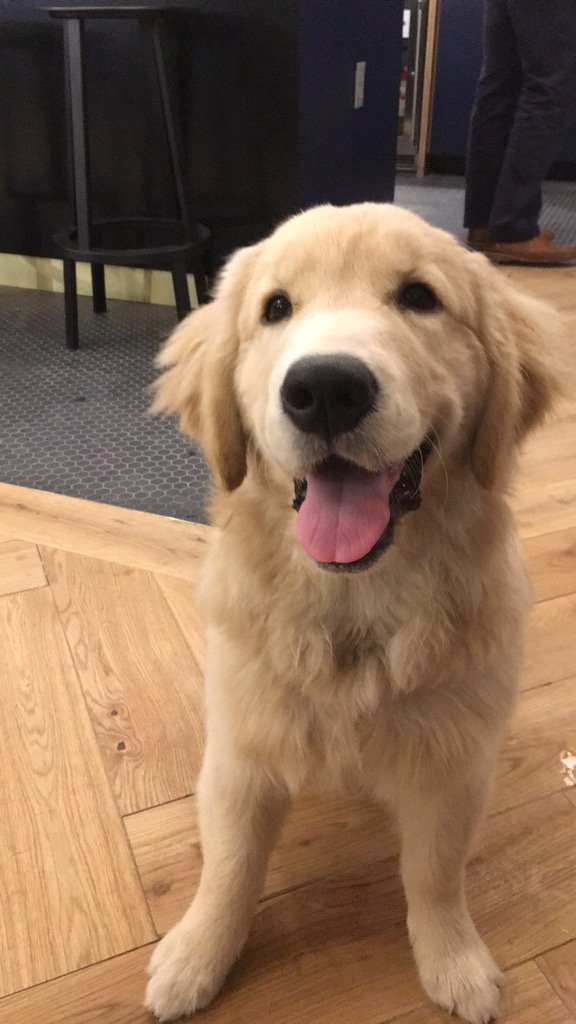 MadeleineD417's tweet photo. @kyreynoldsmusic Duley is really liking the new single Money for Tonight! https://t.co/GXIxkr9Qkk
