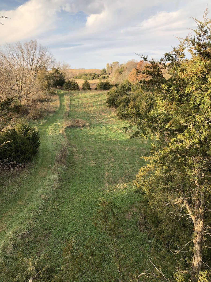 Hunting over a @d_cornucopia  clover plot tonight! Hoping to put a big Iowa brute down tonight!