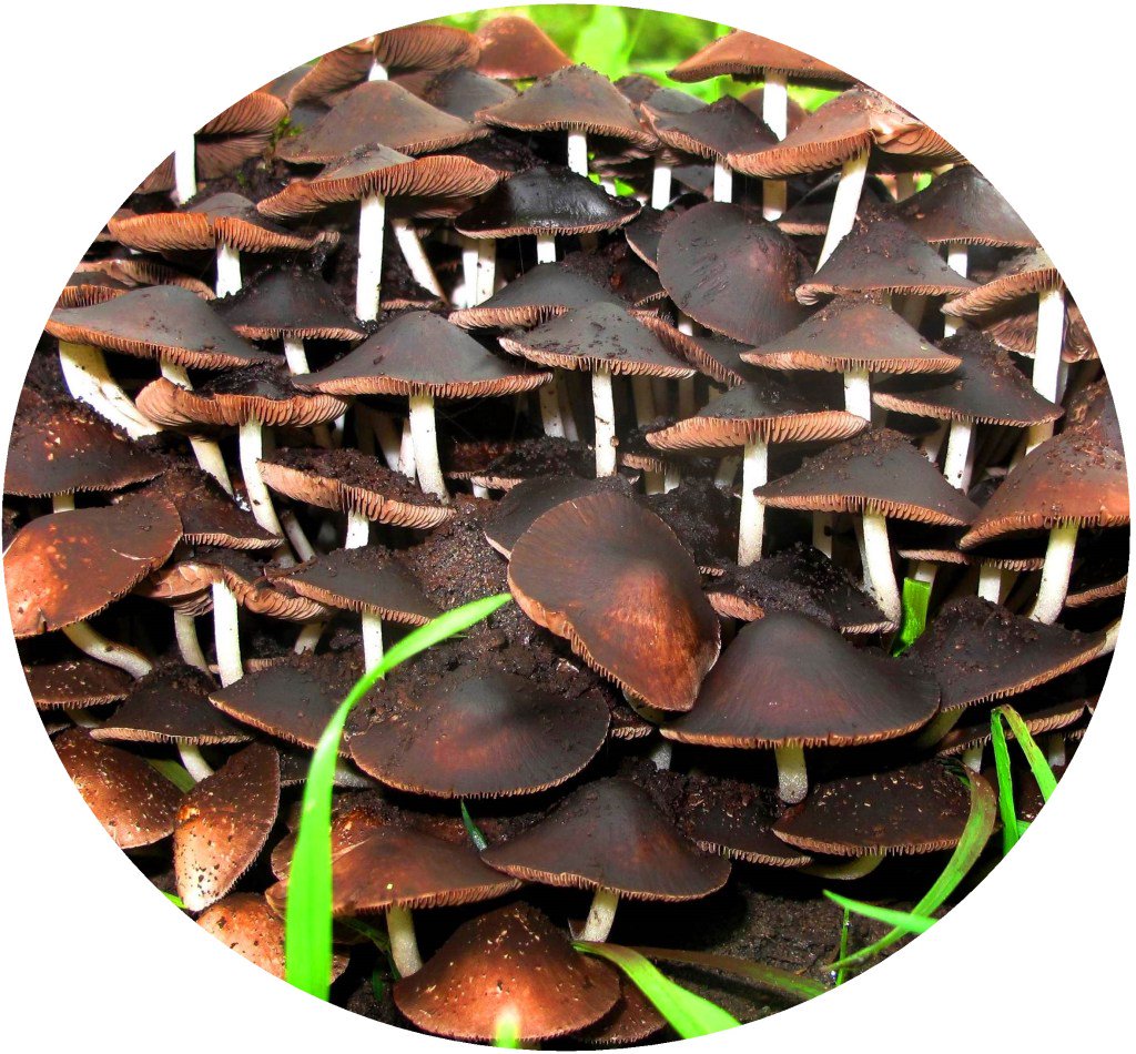 Presentatie vijftiende Verzamelbundel Taalpodium taalpodium.nl/2017/11/presen…