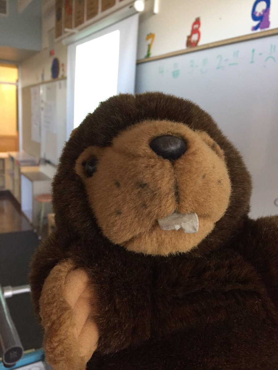Meet our class mascot Justin Beaver <a href="/SD63KELSET/">KELSET Elementary</a> #onlyincanada #SD63