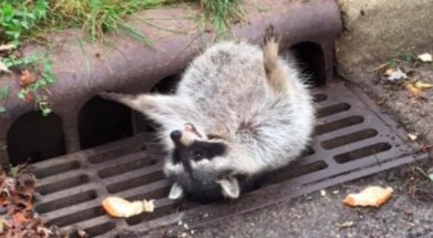 mashable's tweet image. Relatable raccoon gets stuck in sewer grate after eating too much. on.mash.to/2yrTCM2