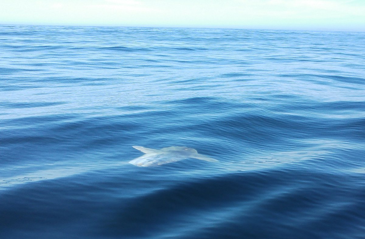 Zoe Sheehan tweet media