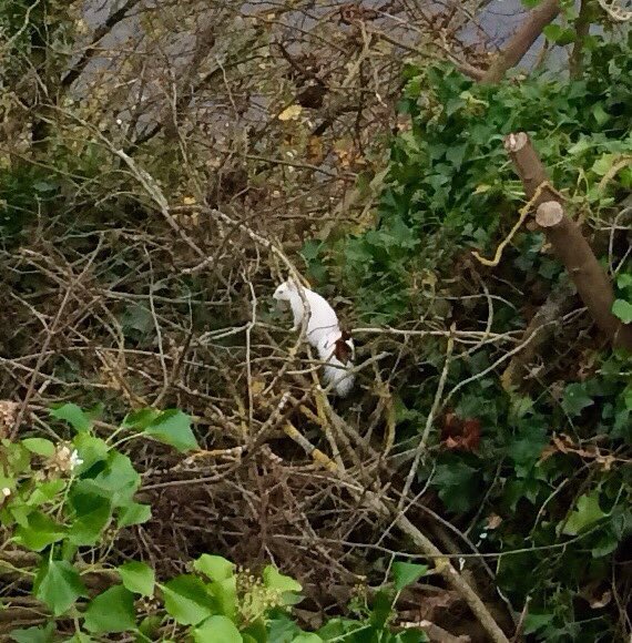 This beautiful pure white squirrel comes to play in our garden.