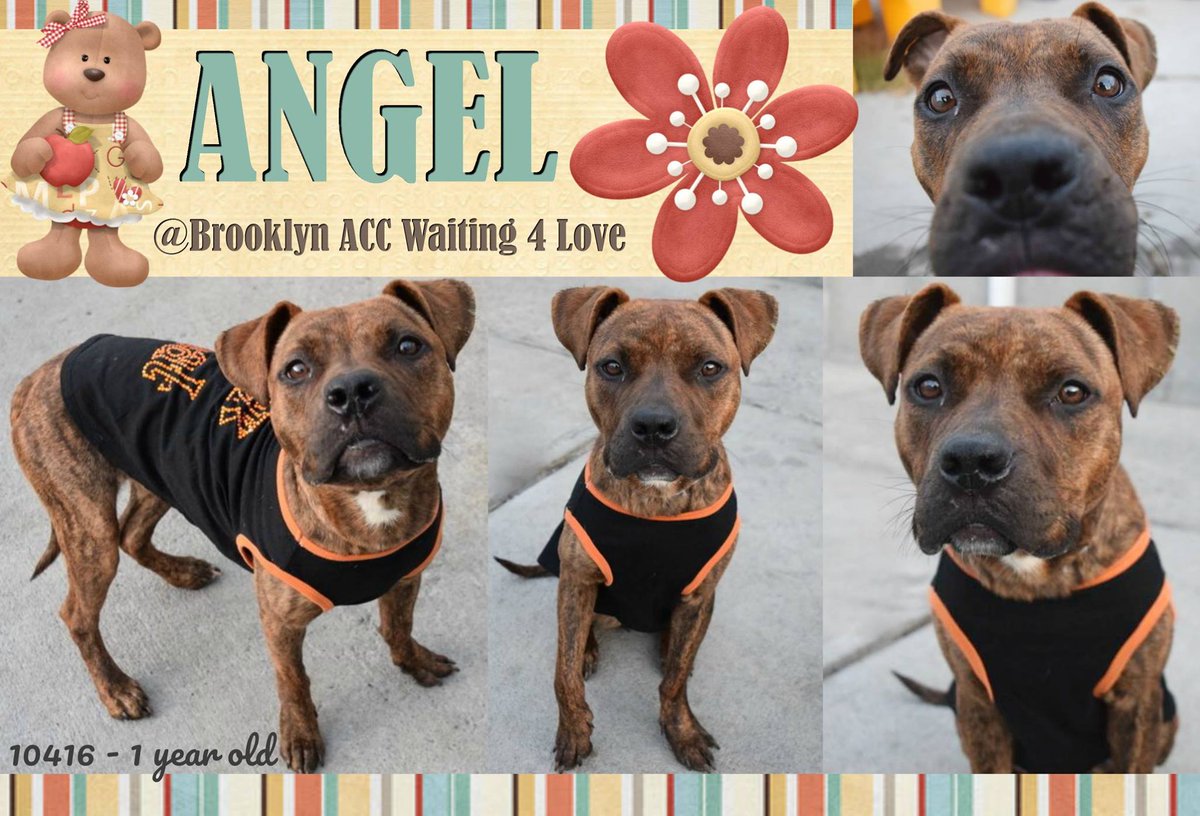 gaviota330's tweet photo. ANGEL
https://t.co/erhqdMjvDI 
#NYC KILL LIST LAST CALL
1 Y OLD GIRL
EASYGOING
WELL BEHAVED
FRIENDLY
UNDERWEIGHT
HELPDOGS@URGENTPODR.ORG https://t.co/KDHImmqoGF