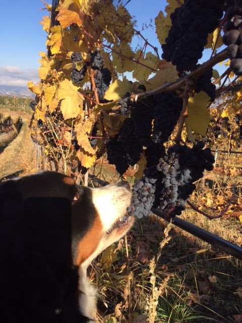#FBF to our harvest ‘vineyard help’ #dogsoftwitter #bcwine #bcwineharvest #harvest2017