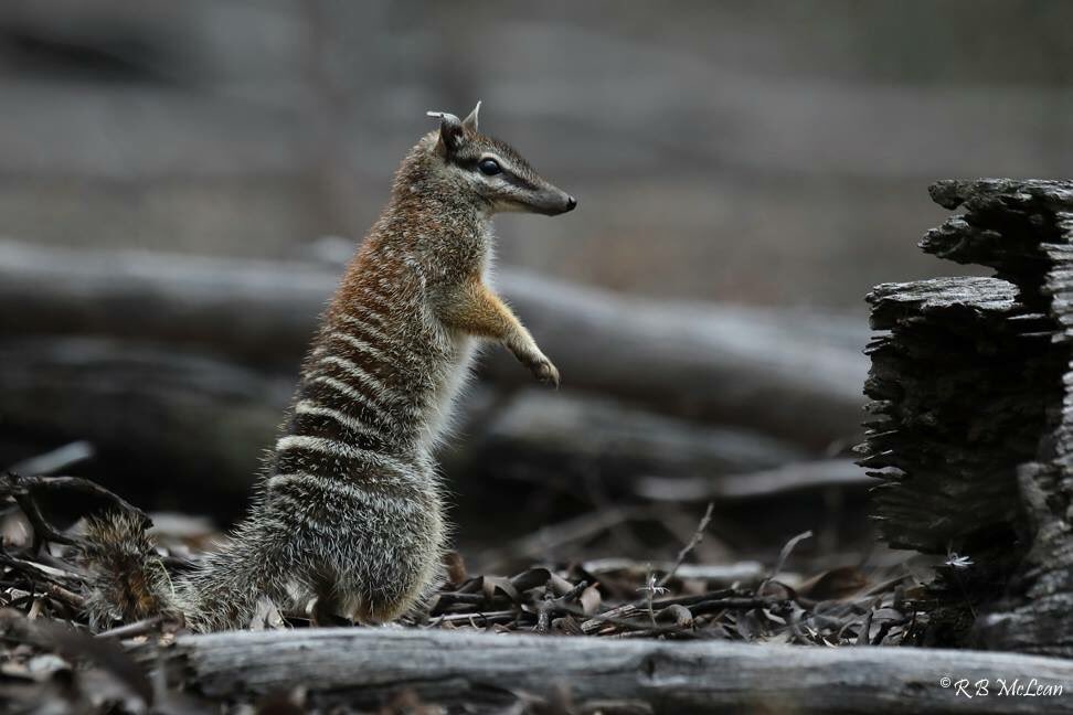 Happy #worldnumbatday let’s get ready to numble