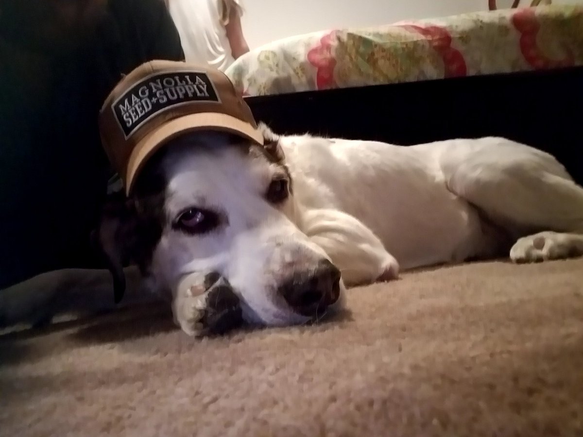 razorbackFoto_'s tweet photo. Relaxing after a hard day on the farm, that's no bull. @chipgaines #shiner #MagnoliaMarket #capitalgaines https://t.co/XzWpnFYHNL