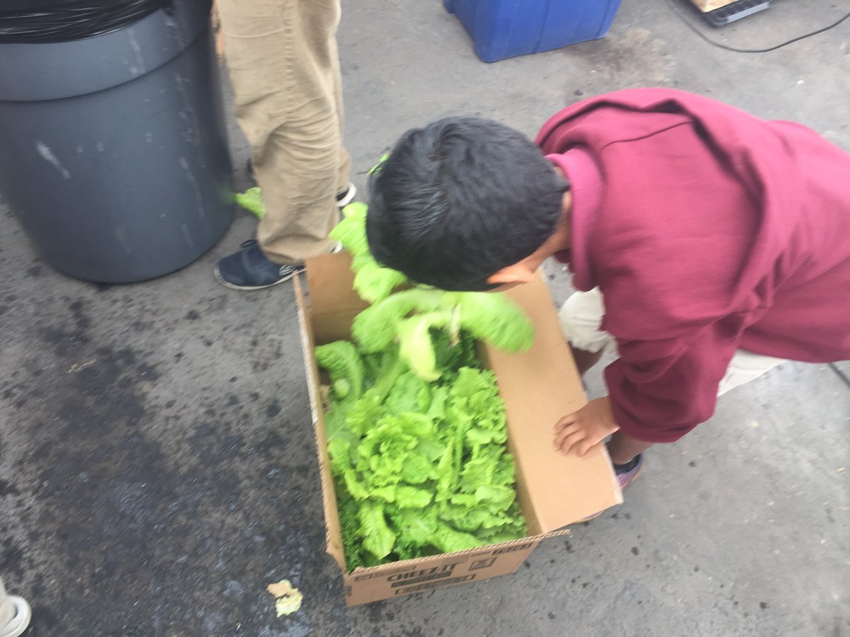 FeasterCharter's tweet photo. Our #FeasterMiddleSchool Hydroponic Greenhouse elective Ss boxed and donated 130 heads of lettuce to @FatherJoes!#FeasterLearns @CVESDNews https://t.co/WpokMWTYYC
