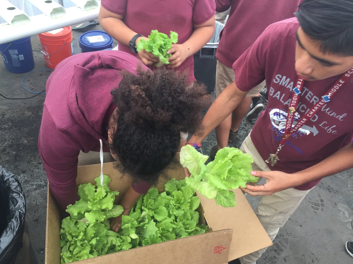 FeasterCharter's tweet photo. Our #FeasterMiddleSchool Hydroponic Greenhouse elective Ss boxed and donated 130 heads of lettuce to @FatherJoes!#FeasterLearns @CVESDNews https://t.co/WpokMWTYYC