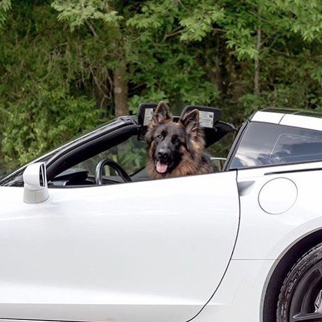 DesignatedDog's tweet photo. Hey slow down! #designateddog #germanshephered https://t.co/weQUYKcQDy