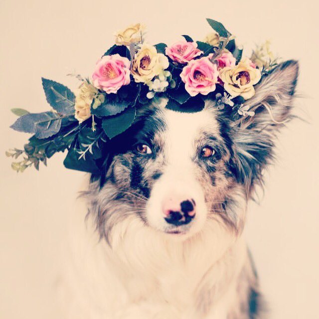 gidgetlefleur's tweet photo. #animals #flowers #beauty #love https://t.co/ZCL7vgCzh0