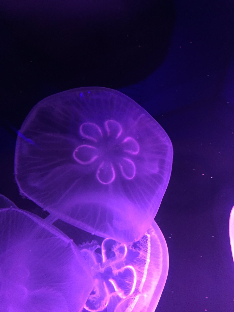 九十九島パールシーリゾート Ar Twitter クラゲ飼育係のつぶやき篇 おはようございます 今 ミズクラゲ水槽の掃除をしていたら おやおや 普通は四つ葉のクローバー みたいな形をしてる胃袋が 1匹だけ6個あるぞ クラゲシンフォニードームで展示し
