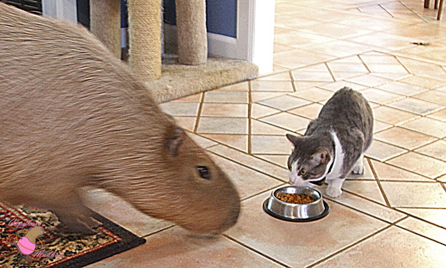 TheCuteCapybara's tweet image. Friends don't have to look the same.