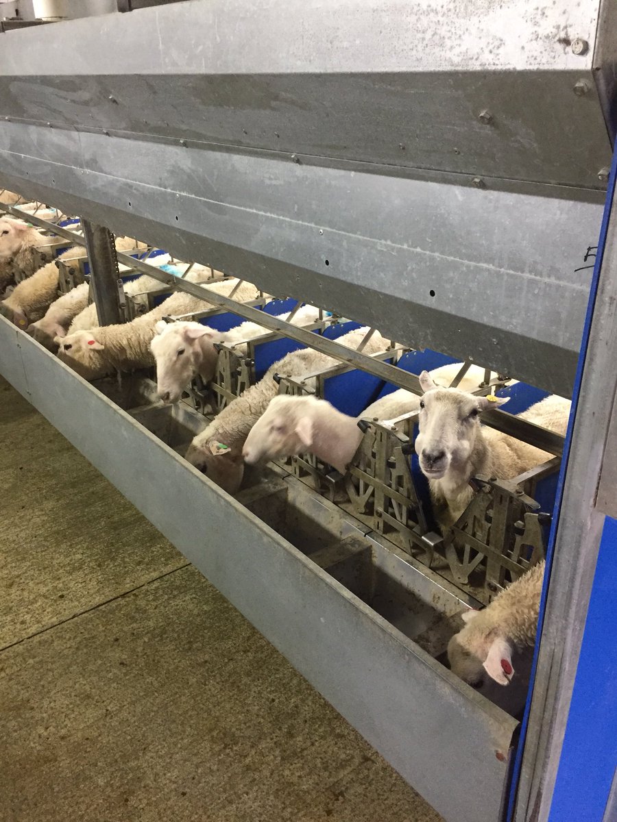 MintEdition's tweet photo. Thanks @SpringSheepMilk for the informative tour today @Kelloggleaders #kellogg34 https://t.co/vaBP7jt3Og