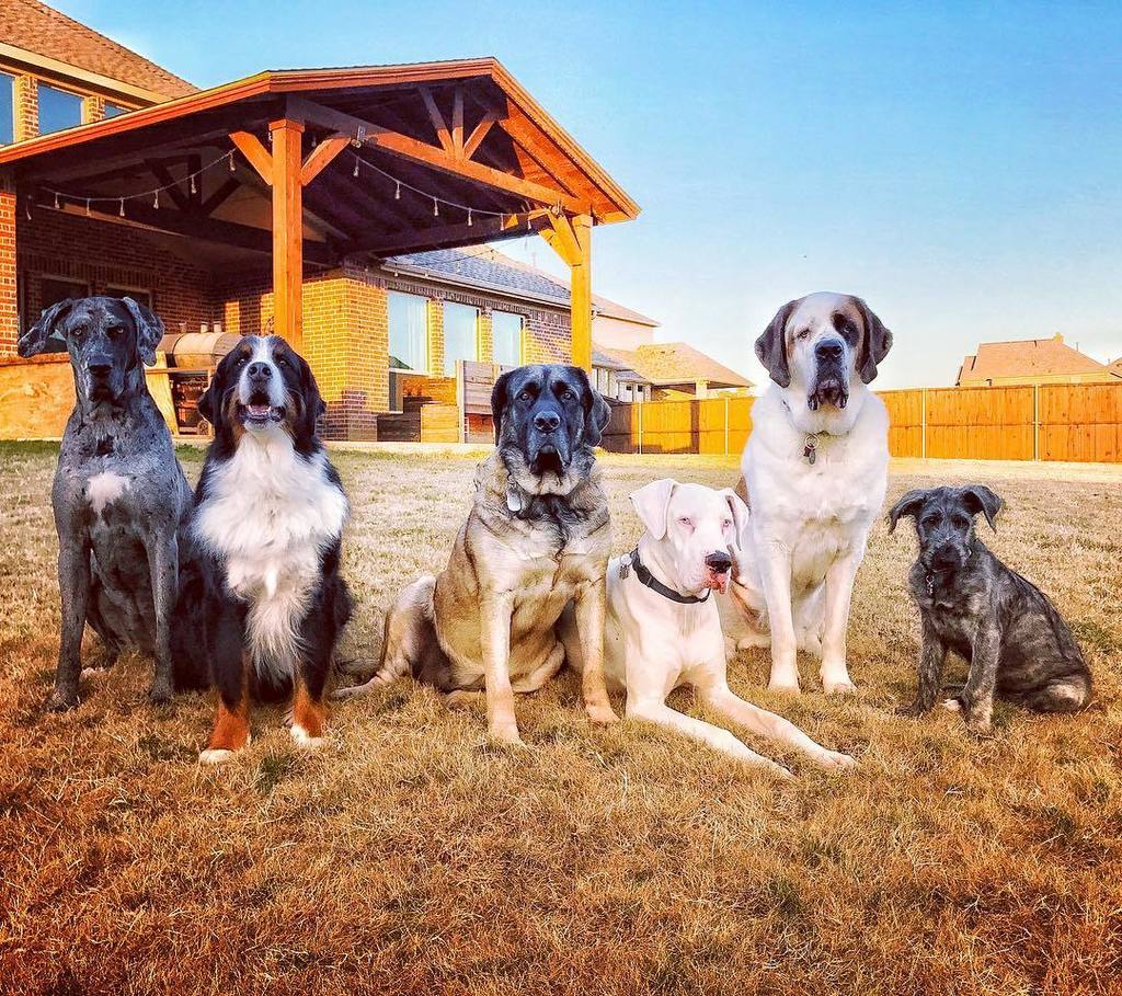 hautedogphotos's tweet photo. The gang's all here #thepopepack
#gentlegiants #gentlegiantoftheday #greatdane #bernesemountaindog #mastiff #stbe… https://t.co/tPbuHm1L0F https://t.co/Z3un8aLBWA