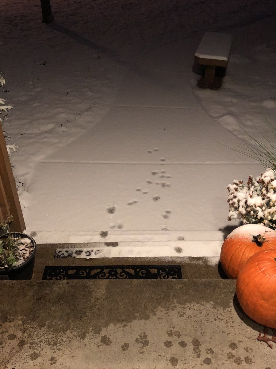 ItsMeDeaner's tweet photo. Peanut made it that far ❄️🐾 https://t.co/njiZyQNdAw