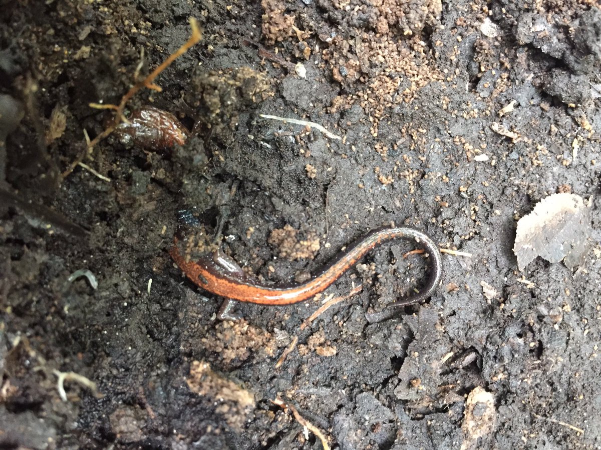 nofibs4amphibs's tweet photo. Spotted @ the arboretum: 1 snazzy soul-the red backed salamander ❤️😩🐸 #envb222 https://t.co/I0YTBaenPO