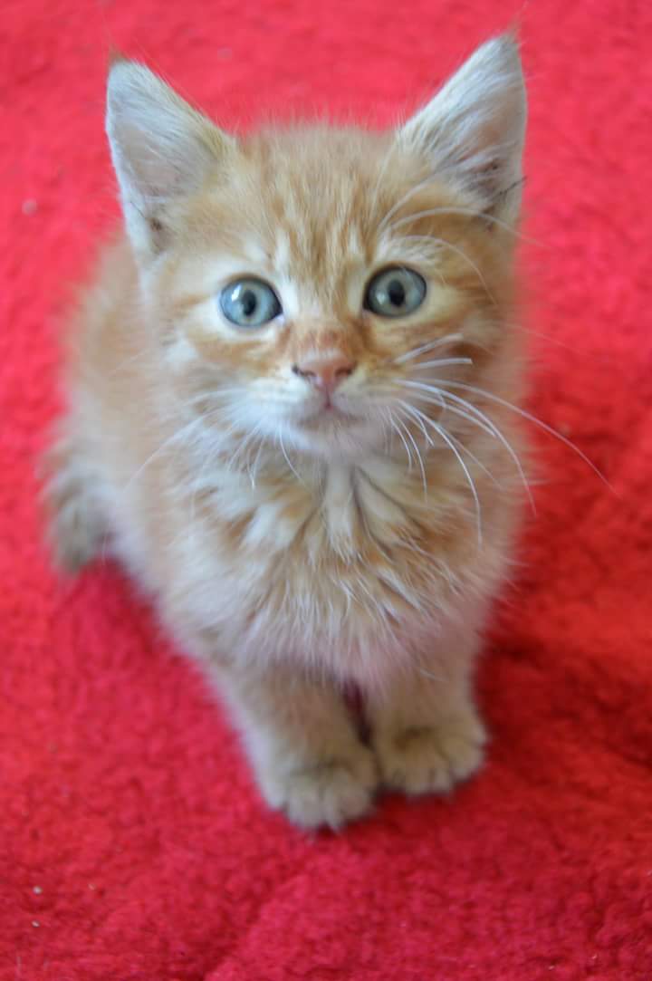 nadbie's tweet photo. Please RT:
These babies (3months/f) are looking for their forever home(s), somewhere in Europe! 
Contact me, if interested! #AdoptDontShop https://t.co/jwQ3OQ9Zan