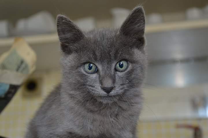 nadbie's tweet photo. Please RT:
These babies (3months/f) are looking for their forever home(s), somewhere in Europe! 
Contact me, if interested! #AdoptDontShop https://t.co/jwQ3OQ9Zan