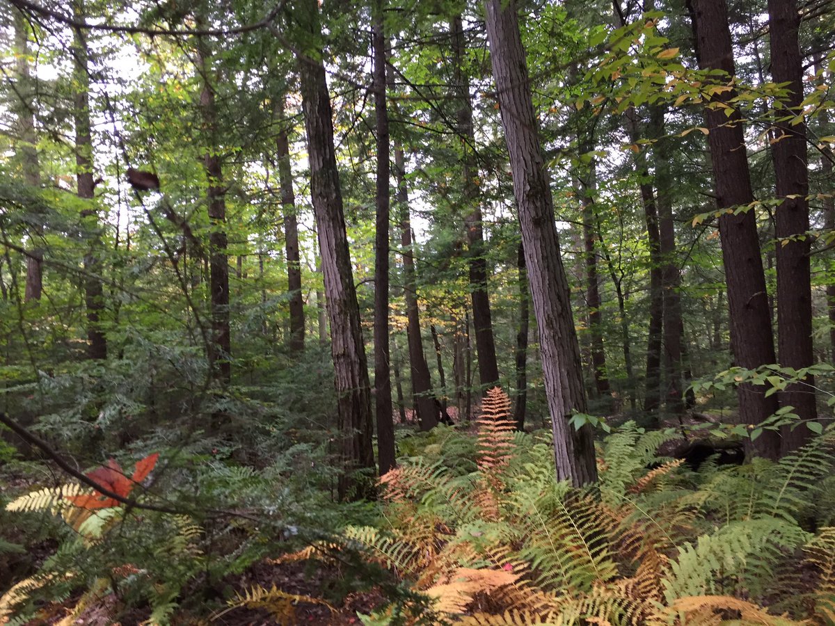nofibs4amphibs's tweet photo. Just a peep @ the mixed growth, one of our data collection sites #wherethesalamandersat #envb222 https://t.co/MAjatKwqrK