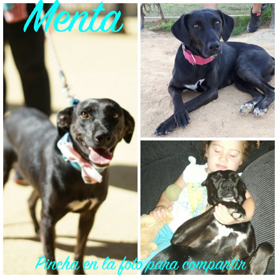 todoxyparaellos's tweet photo. perfecta buena con niños,fiel 100%, compatible con perros,un poco miedosa ya q ha sido maltratada. 
Adopta grupotodoporyparaellos@gmail.com https://t.co/SGTncStjYK