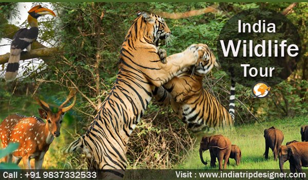 indiatripdesign's tweet photo. #indiatripdesigner #indiatour #wildlifetour #nationalpark #tigerreserve #safari #bestdeals #bestservice #excitement
https://t.co/pCxfiz1jL6 https://t.co/QkJ0H2Dq9l
