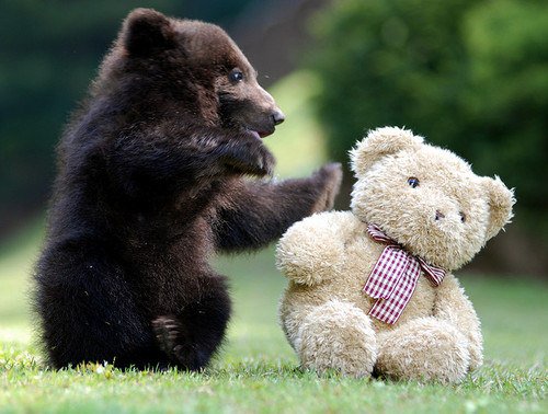 bot4iricatel's tweet photo. #wild #дзікі #divje https://t.co/iGr9be4uyQ
