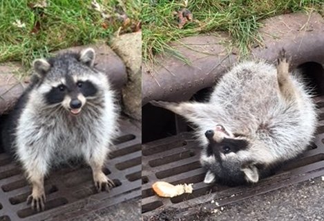 Whoops! Police responded to a call after a fat raccoon, got caught in a sewer gate!
Photo Cred: City of Zion Illinois Police Department