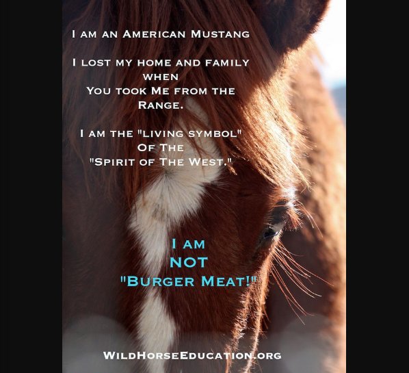 WildHorseEdu's tweet photo. Stop the push to kill #wildhorses https://t.co/DQsVGQDaUw https://t.co/EUcuow06sE