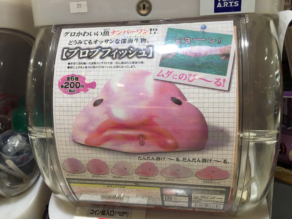 ブロブフィッシュ Hashtag Pa Twitter