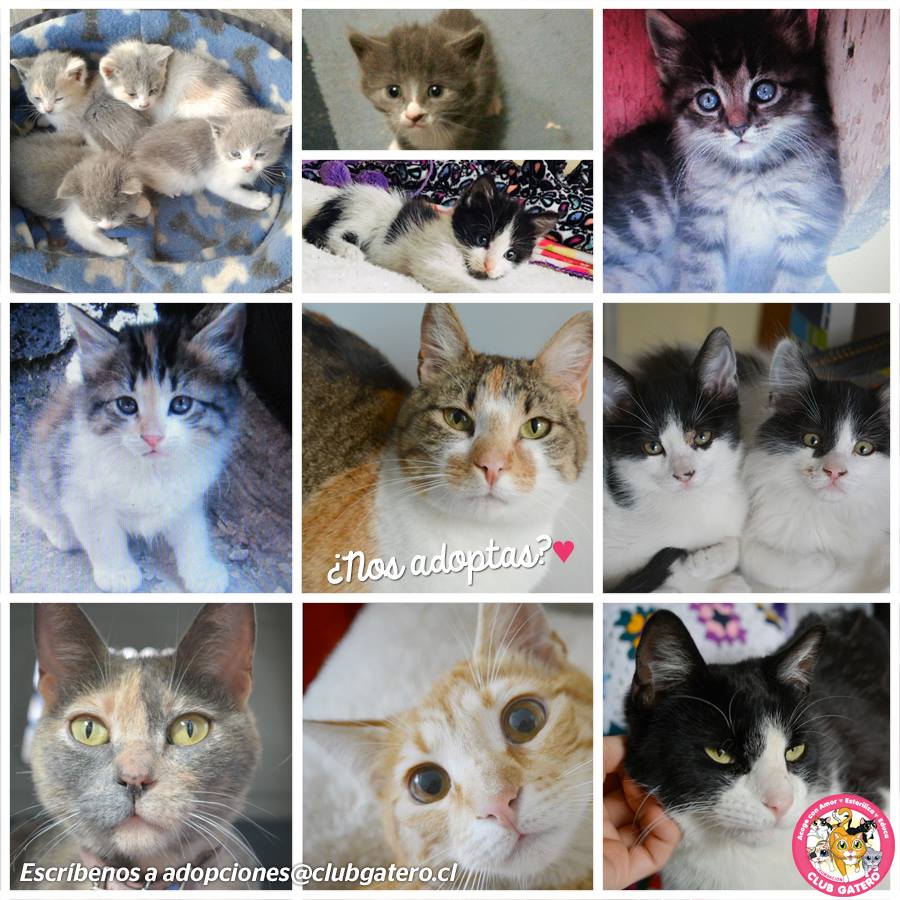clubgaterogrupo's tweet photo. 5 de noviembre en @elmundodedali en Avenida Italia 1216, 15:30 hrs. infórmate antes de los requisitos y más en adopciones@clubgatero.cl RT! https://t.co/kHgoW3mpSc