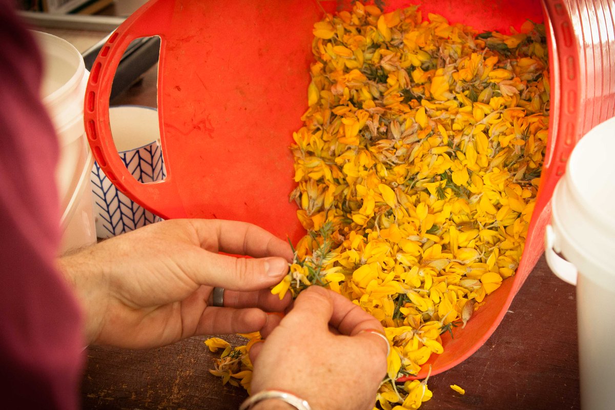 Gin Botanical Trial No18 - Wild Foraged Gorse Flowers
Foraged from Marlborough's beautiful Richmond Forest Park.
#RootsDryGin  #ComingSoon