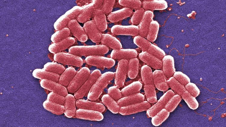 300 U.S. Marines affected during E. Coli outbreak bit.ly/2h3YxI6?utm_so… https://t.co/j4DWU4akcC