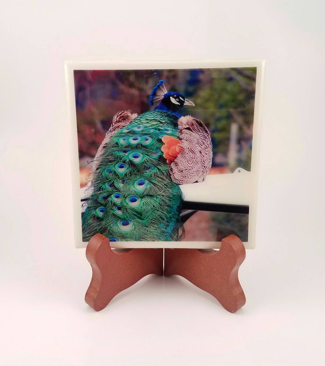 dovesclosetinc's tweet photo. Peacock Handmade Photo Coaster, FI0002 https://t.co/0RCYOM6BMt #DovesClosetInc #Etsy #PhotoCoaster https://t.co/LraROeMVB9