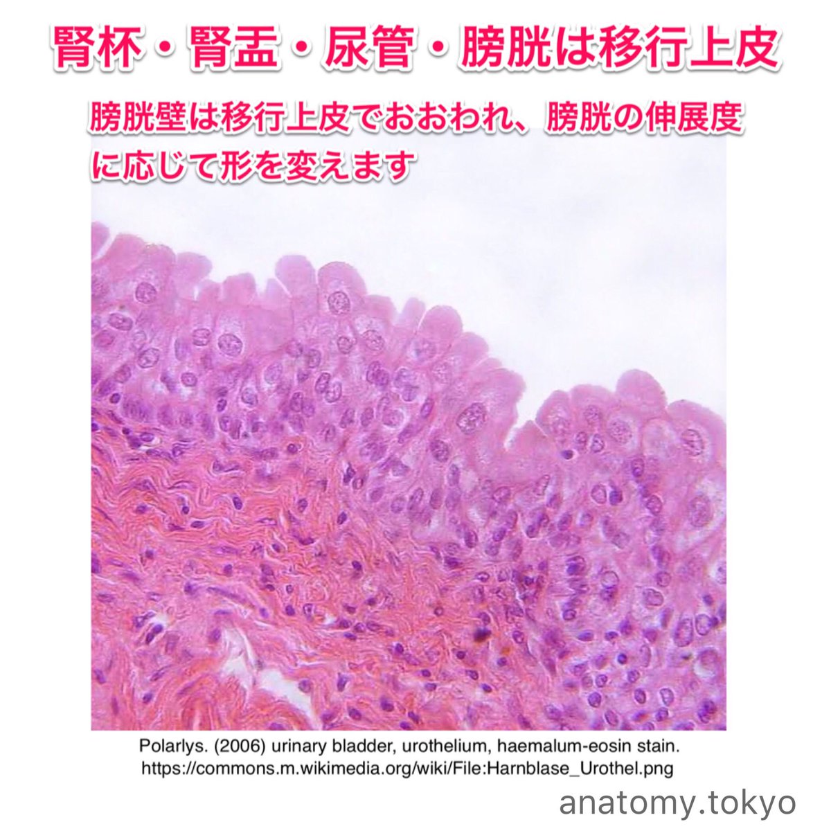 かずひろ先生 なるほど解剖学 Tren Twitter 膀胱壁は 上皮 でおおわれ 膀胱の伸展度に応じて形を変える 解答 移行上皮 膀胱壁は移行上皮でおおわれ 膀胱の伸展度に応じて形を変えます 解剖学 泌尿器系 腎臓 膀胱 移行上皮 一問一答 T Co