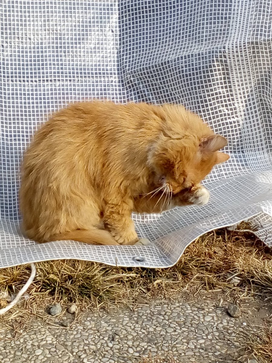 MicioVillaggio's tweet image. La pulizia prima di tutto!
#netlife #netcats #pulizia #CatsOfTwitter