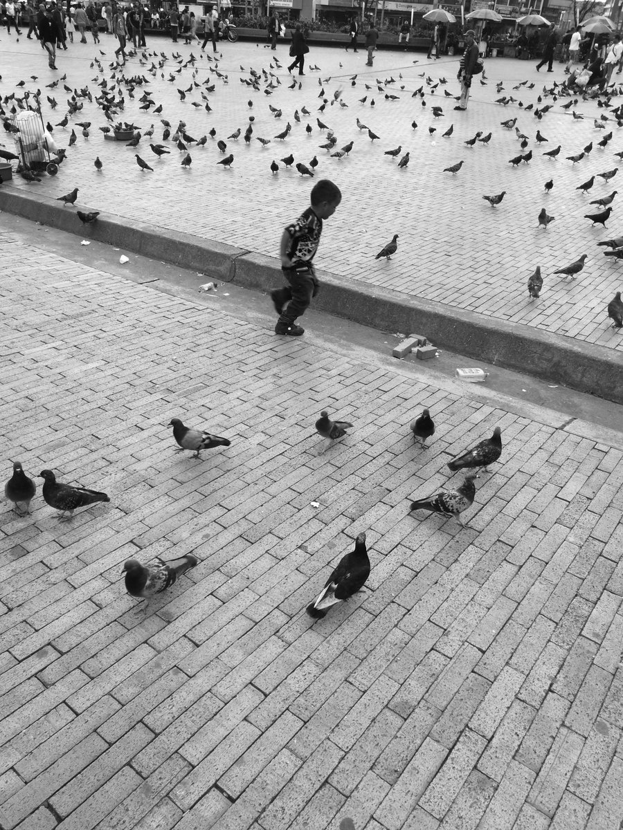 malvfoto's tweet photo. #plaza #mariposa #colombia #bogota https://t.co/16xpk6aQbm