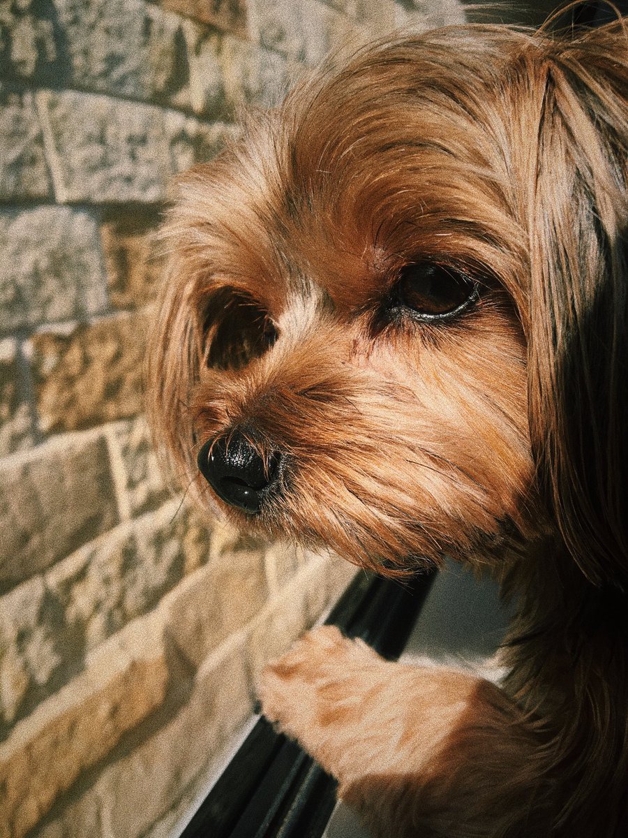 emily_saanchez's tweet photo. Love is a four legged word. Rest easy sweet girl. https://t.co/KI4gLEq2ZW