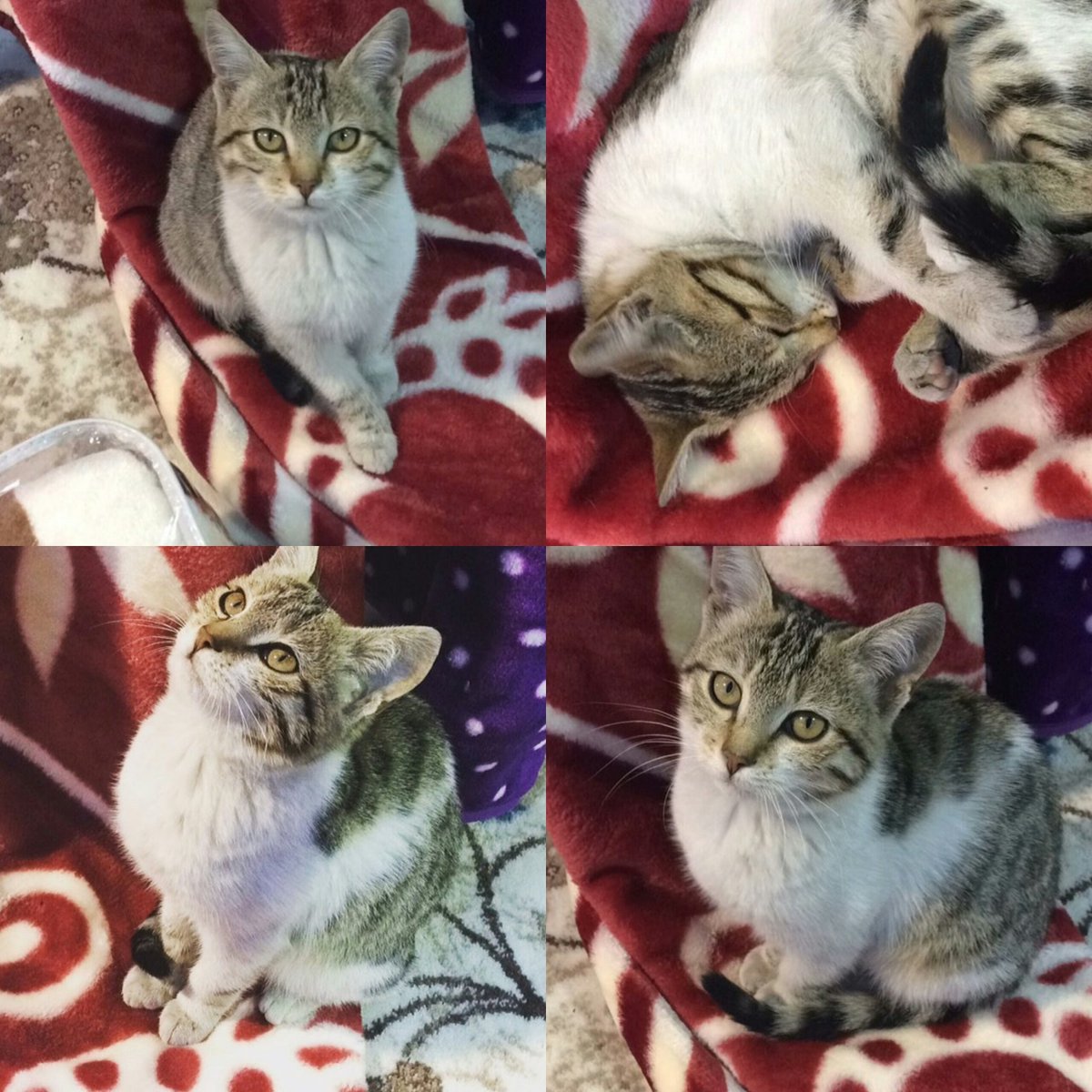 2/2.5 AYLIK CİVARI SEVGİ DOLU PRENSES KIZIMIZA ÖMÜRLÜK YUVA ARIYORUZ
ANKARA
İLETİŞİM : 0 535 040 35 06