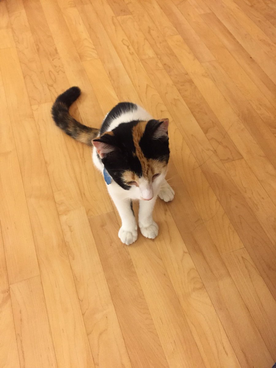 struttersroyals's tweet photo. Sweet kitten found at NFHS. Pink collar. Help!! https://t.co/fOZi4lB1pM