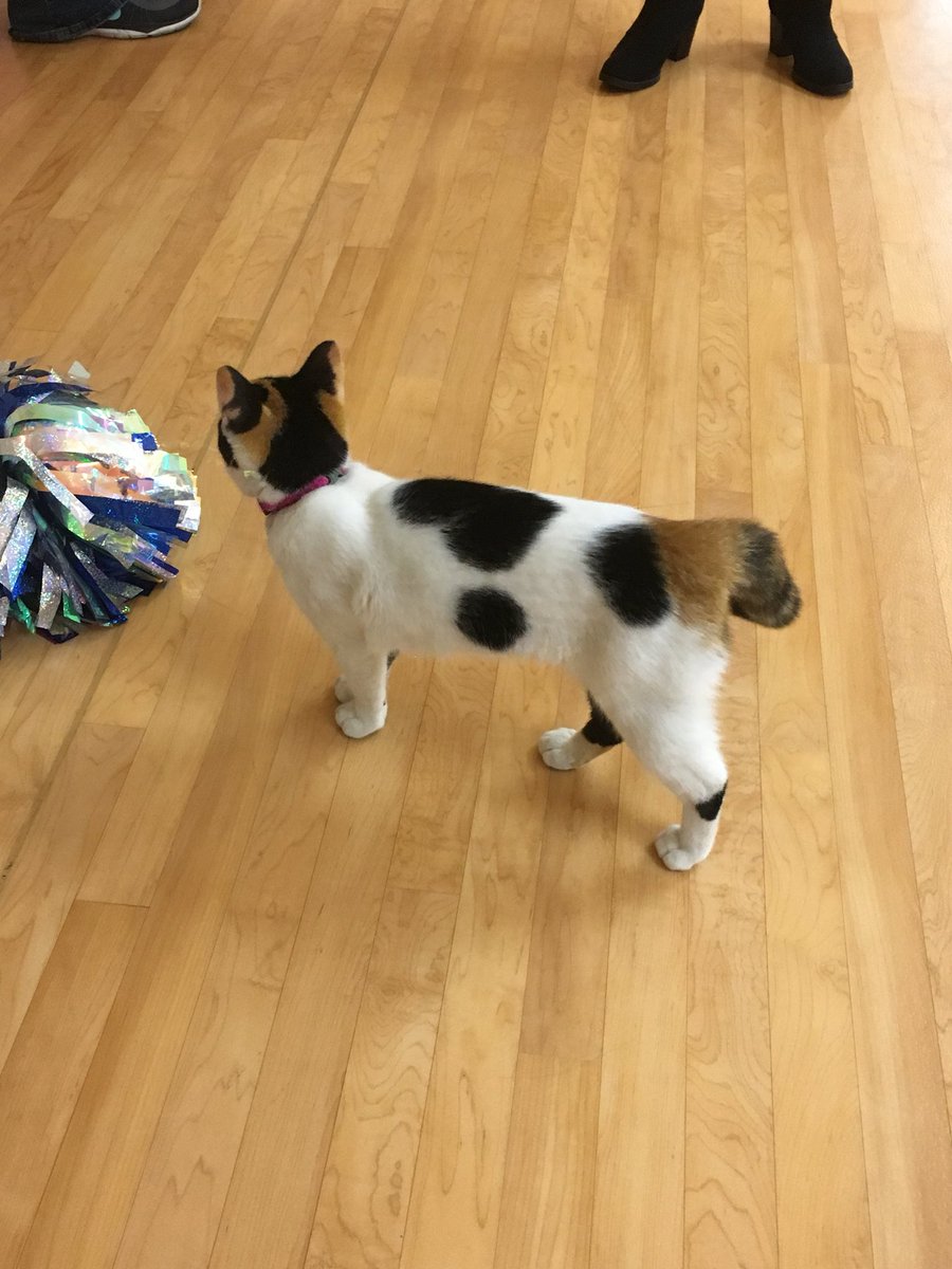 NFcheer's tweet photo. Is this your cat!? Found at North Forney high school! She will be at the vet in the morning. https://t.co/tRhbrateZC