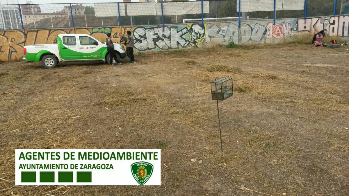 AF_UnidadVerde's tweet photo. Comprobamos autorización para captura y campeo de aves #fringílidas en descampado del casco urbano @zaragoza_es @medioambienteZ https://t.co/rwbVAl0MS5