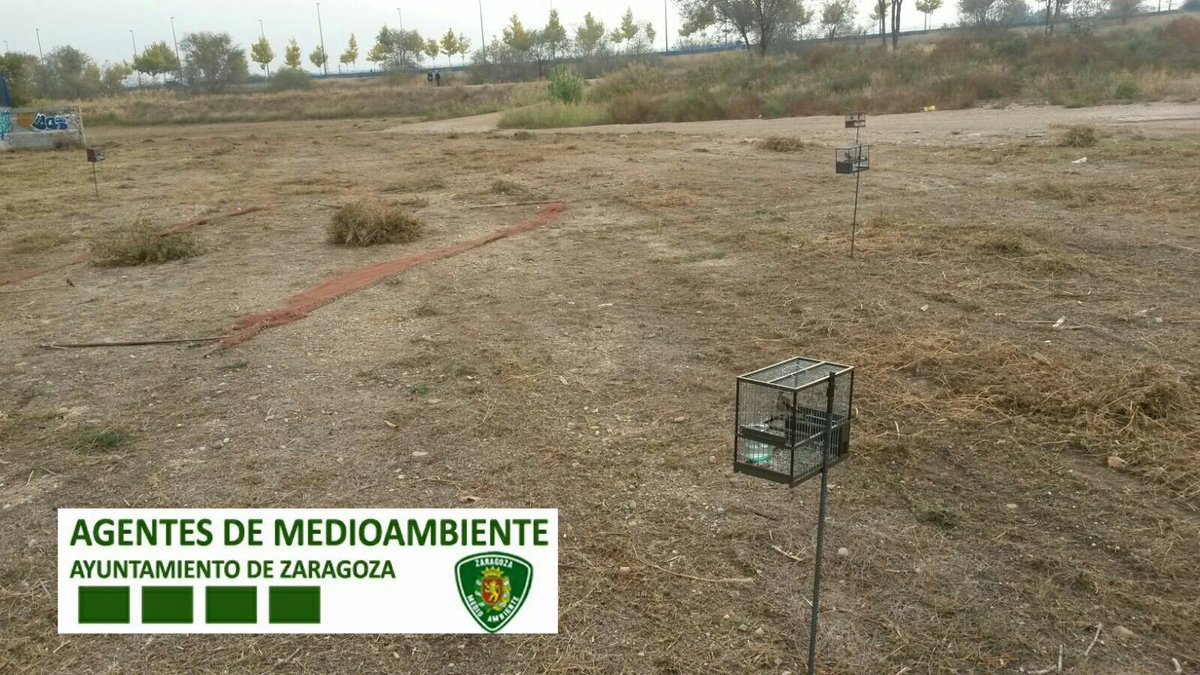 AF_UnidadVerde's tweet photo. Comprobamos autorización para captura y campeo de aves #fringílidas en descampado del casco urbano @zaragoza_es @medioambienteZ https://t.co/rwbVAl0MS5