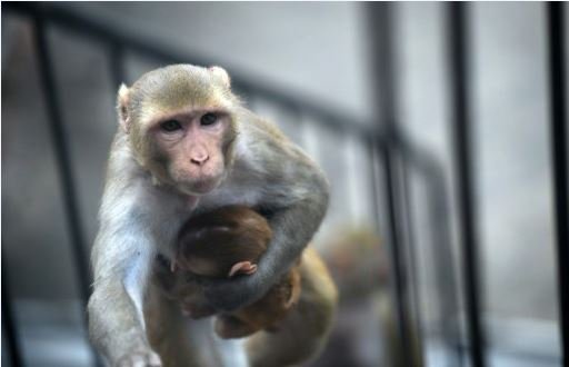abpanandatv's tweet photo. #MonkeyProblem #HimachalElections2017 হিমাচলে বানরের উৎপাত রোধে ব্যবস্থা না নেওয়ার অভিযোগ বিজেপির,পাল্টা কংগ্রেস https://t.co/UlnkhiS5LX https://t.co/GG0WbHgyed