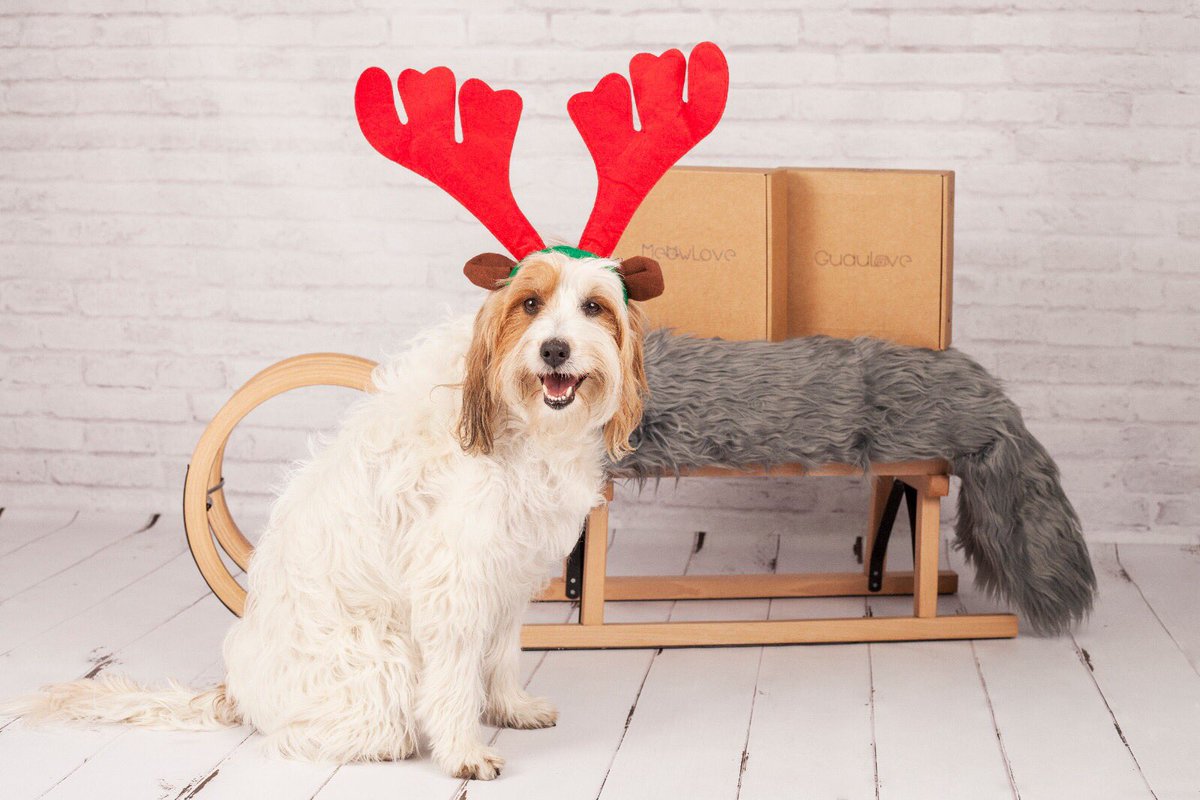 ¡Llegó la Navidad a nuestras cajas! Para que tengáis vuestros regalos a tiempo, la caja de Noviembre será con temática Navideña 😺