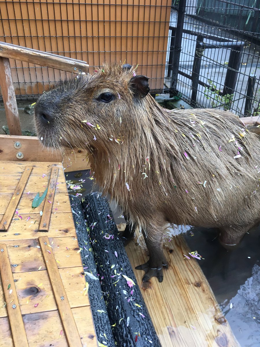 姫りんごの湯でほっこりするカピバラさんが可愛過ぎる しかし分後こんなことに 来世はカピバラになりたい Togetter